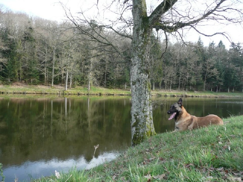 Hélïnka Du Domaine Des Loups De Jad