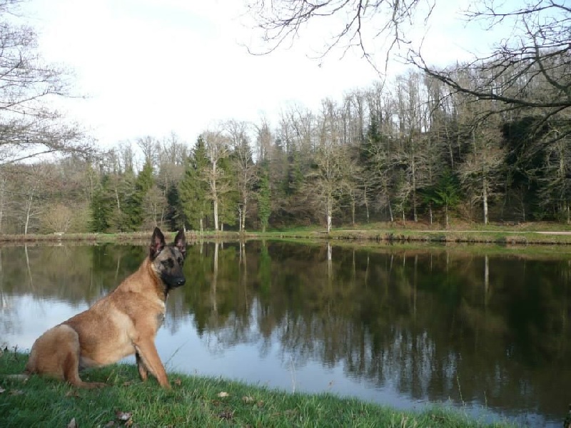 Hélïnka Du Domaine Des Loups De Jad