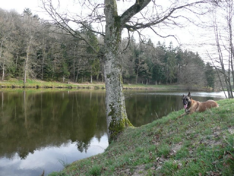 Hélïnka Du Domaine Des Loups De Jad