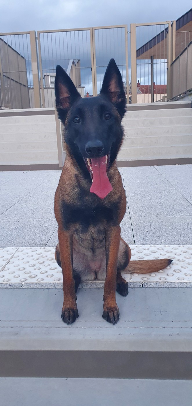 Vicky Du Domaine Des Loups De Jad